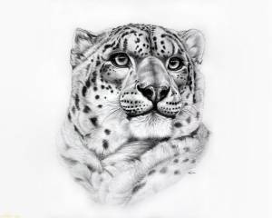 Барс рисунок