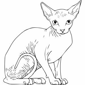 Кошка Сфинкс