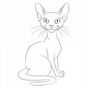 Раскраска Кот сфинкс