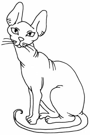 Раскраска Кошка сфинкс