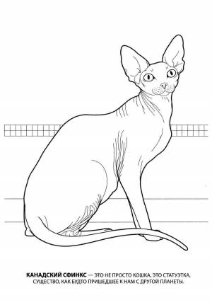 Раскраски, Канадский сфинкс