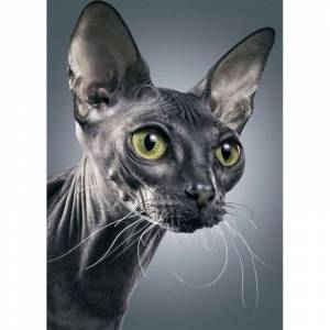 MG2443 Мистический сфинкс Раскраска картина по номерам