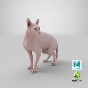 Кремовый окрас кошка сфинкс 3D Модель $119