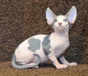 Канадский сфинкс