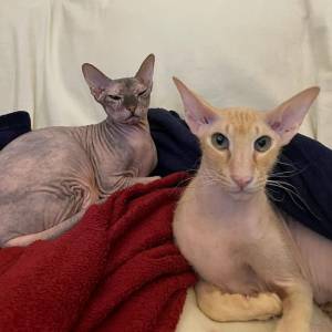 Донской сфинкс фото, браш и велюровый, описание породы и характера, отзывы