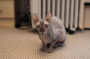 Донской сфинкс