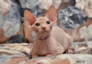 Канадский сфинкс