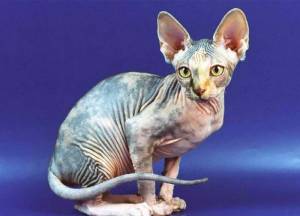 Канадский сфинкс фото, описание породы и характер, котята, отзывы