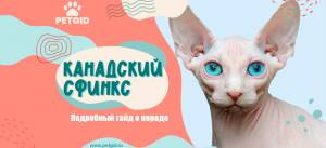 Канадский сфинкс фото, описание породы и характер, котята, отзывы
