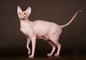 Донской сфинкс