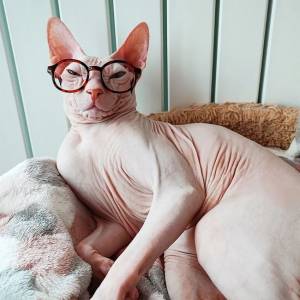 Донской сфинкс фото, браш и велюровый, описание породы и характера, отзывы