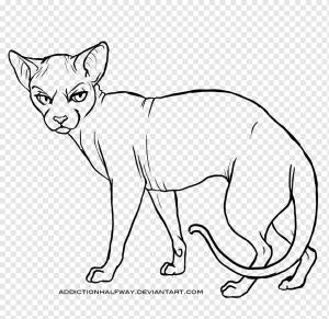 Усы Сфинкс кошка Wildcat Line art, сфинкс кошка, белый, млекопитающее, кошка Like Mammal png