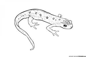 Ящерица раскраска для детей