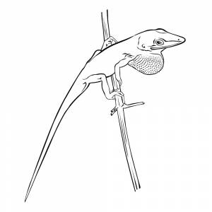 Раскраска Ящерица