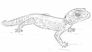 Ящерица раскраска для детей