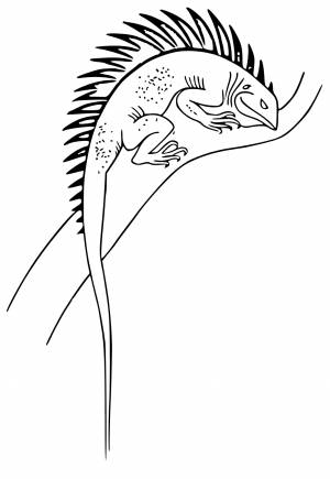 Раскраска Ящерица Шипы