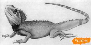 Как нарисовать ящерицу карандашами ручкой поэтапно