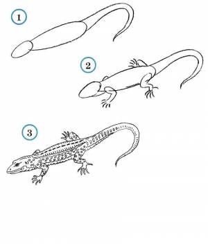 Раскраски ящерицу, Раскраска Учимся рисовать ящерицу как нарисовать поэтапно животных