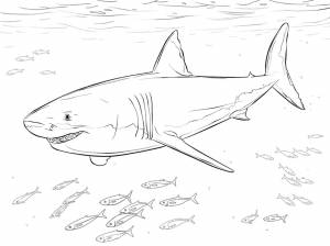 Раскраска Акула