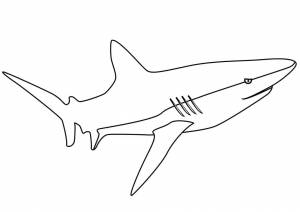 Раскраска Легкая Акула 2