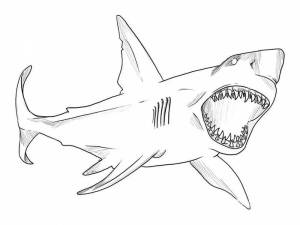 Раскраски Акула мегалодон