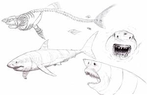 Раскраска акула мегалодон