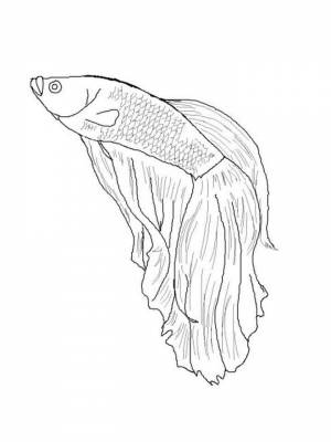Раскраска Бойцовская рыба