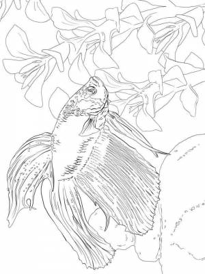 Картинка Бойцовская рыба