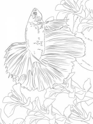 Картинка Бойцовская рыба