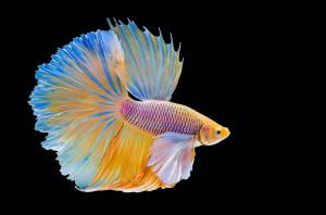 Сколько живут рыбки петушки