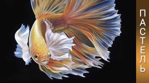 Как нарисовать бойцовскую рыбку петушка ✨ Урок рисования пастелью