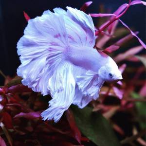 Рыбка петушок