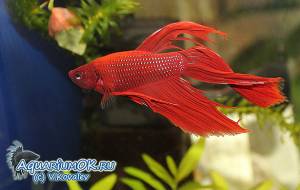 Рыбка петушок