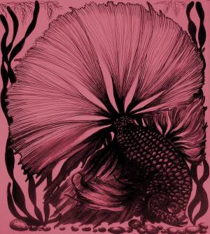 Иллюстрация Бойцовая рыбка ПЕТУШОК в стиле графика