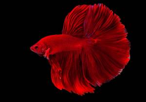 Петушок самец