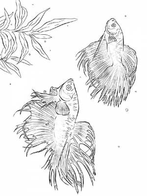 Картинка Бойцовская рыба