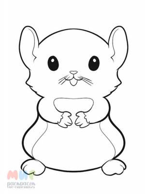 Раскраска Хомяк