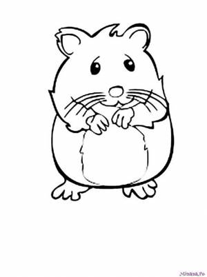 Раскраска хомяк 3
