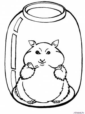 Раскраска хомяк в банке