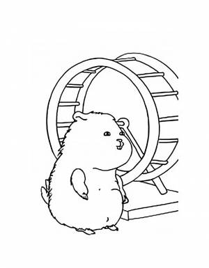 Раскраска Хомяк