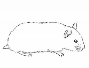 Хомячок рисунок карандашом