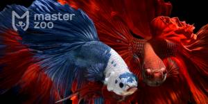 Рыбка петушок