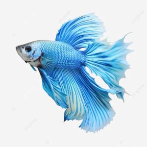 красивая бойцовая рыбка PNG , домашний питомец, хвост, животное PNG рисунок для й загрузки