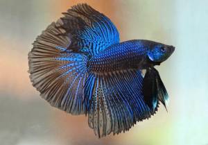 Рыбка петушок