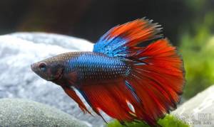 Петушок рыбка