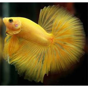 Сиамский петушок