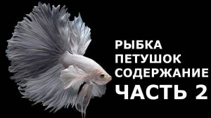 Рыбка петушок