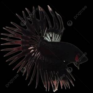 черная петушка серит PNG , черная бойцовая рыбка, бетта рыба, Рыба PNG картинки и пнг PSD рисунок для й загрузки
