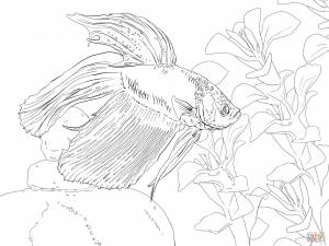 Раскраска Сиамский петушок