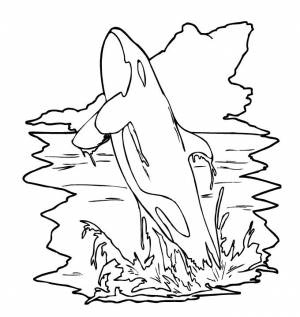 Раскраски Косатка